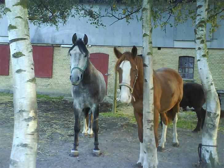 Anden særlig race Laika  (passer) - Laika hygger med bedstevennen Walter. billede 6