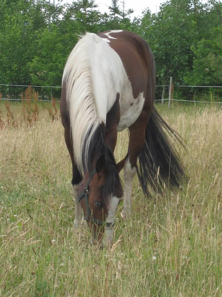 Pinto Sandra  - er jeg ikke køn ?:) og sød<3 billede 11