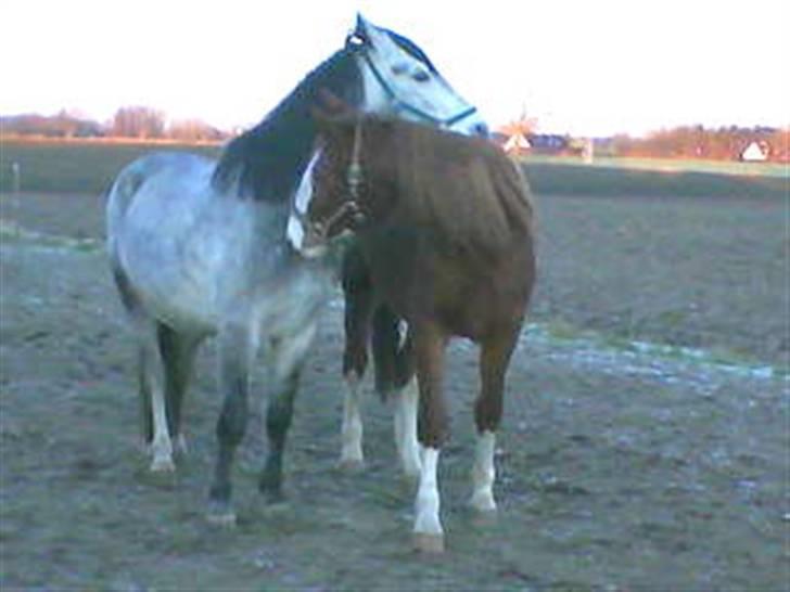 Anden særlig race Laika  (passer) - Vi kan bare så godt lide hinanden.. billede 7