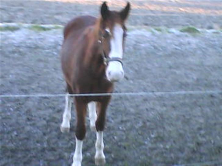 Anden særlig race Laika  (passer) - Hej. Ser jeg ikke sød ud?? billede 8