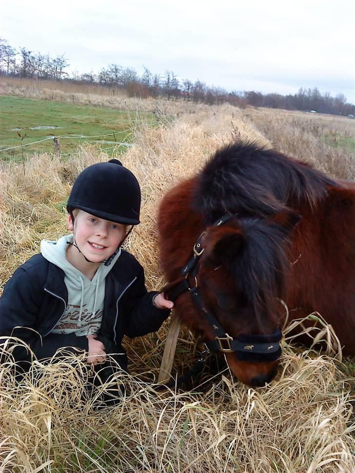 Anden særlig race Claus<3Gammel passerSOLGT - vi skridter en lille tur på Claus   (uden rytter son i kan se) billede 6