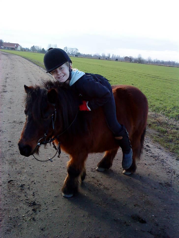 Anden særlig race Claus<3Gammel passerSOLGT - her skridter vi igen en lille tur (dog med rytter) billede 8