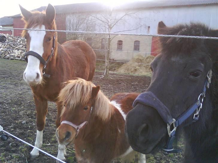 Anden særlig race Laika  (passer) - Vennerne Laika, Osvald og Blackie hygger på folden billede 9