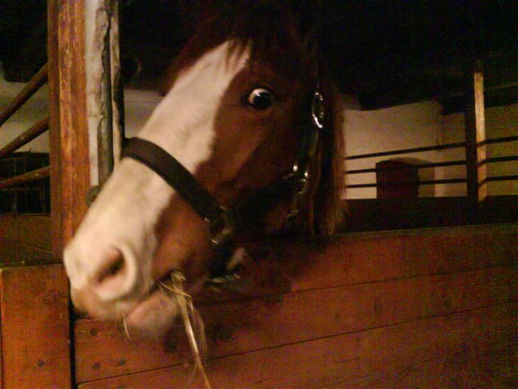 Anden særlig race Laika  (passer) - Nå, kommer den aftensmad ikke snart?? billede 10