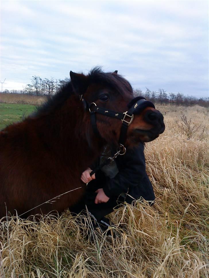 Anden særlig race Claus<3Gammel passerSOLGT - søde Claus<333 billede 10