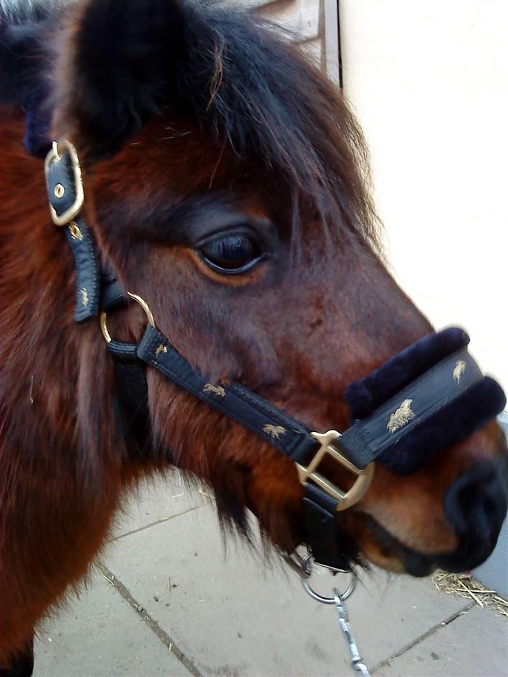 Anden særlig race Claus<3Gammel passerSOLGT - Claus<3           billede 11