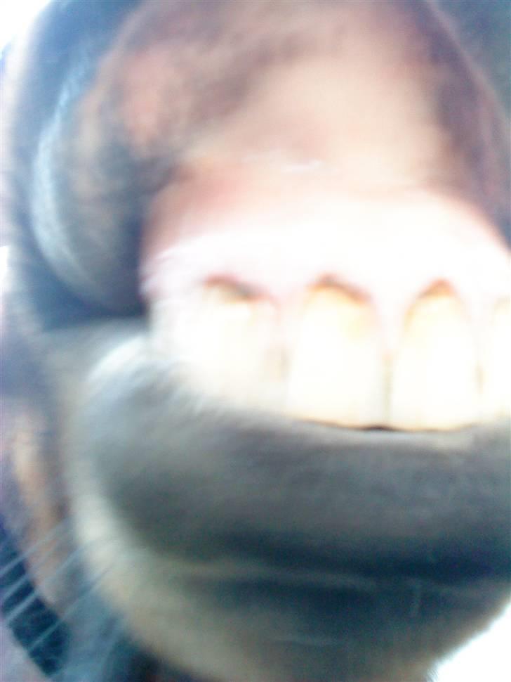 Anden særlig race Claus<3Gammel passerSOLGT - her er hans fine tænder:P billede 13