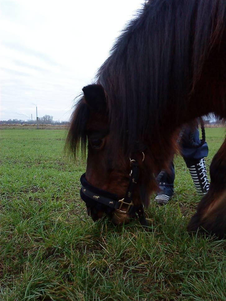 Anden særlig race Claus<3Gammel passerSOLGT - jaah som sagt så elsker han mad<33  billede 15