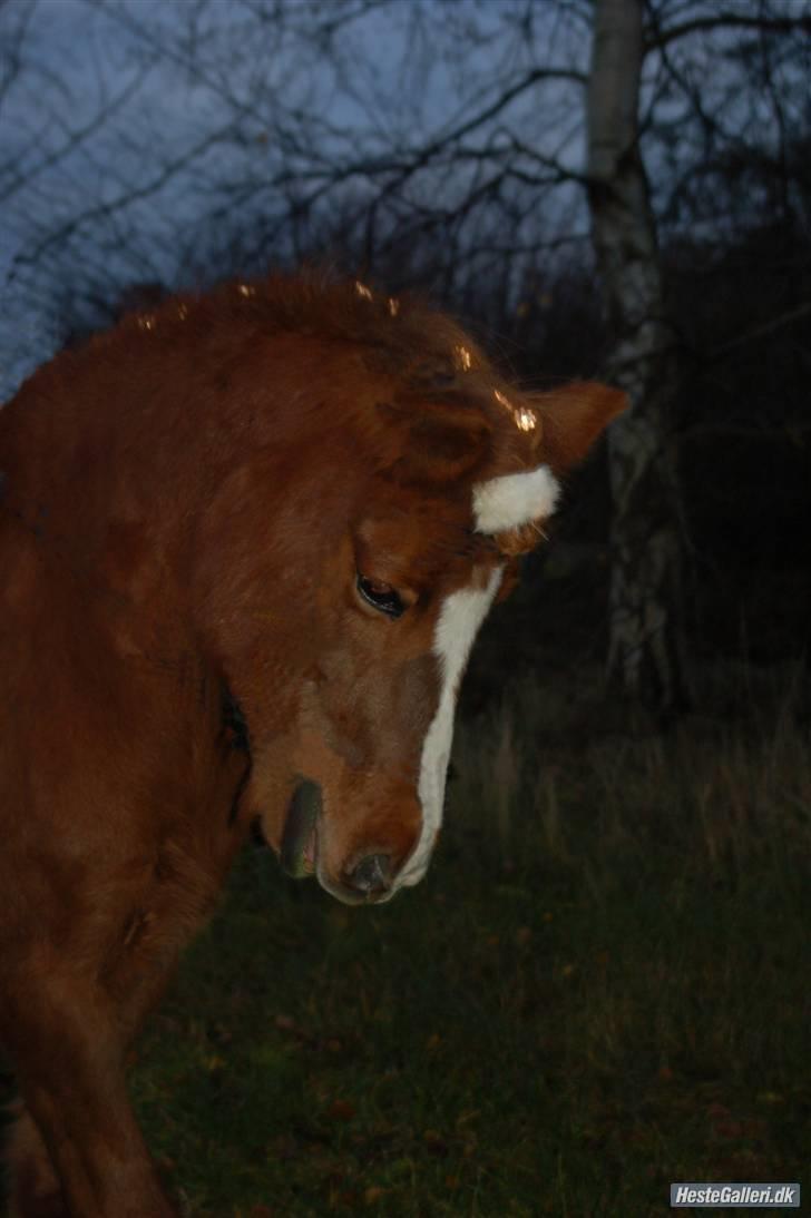 Anden særlig race Rosita <3Red engang - tak til hende der har lavet det billede 1