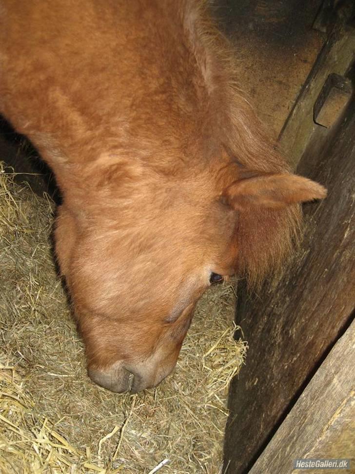 Anden særlig race Rosita <3Red engang - dagen før stævnet billede 3