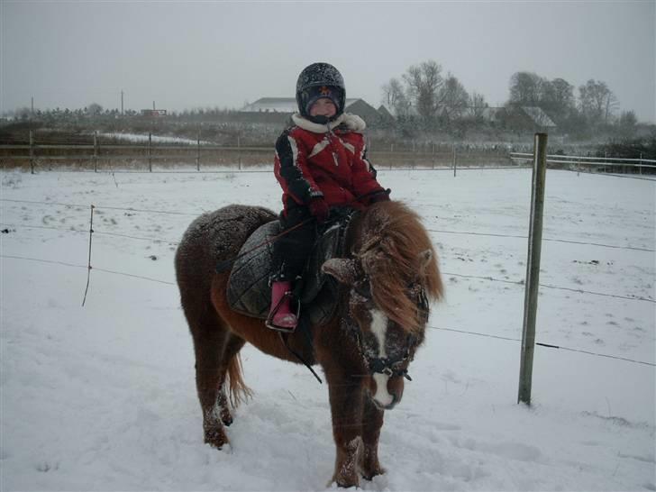 Anden særlig race Rosita <3Red engang - Vi er ude at ride i snestorm og der er jeg kun 5 år. billede 6