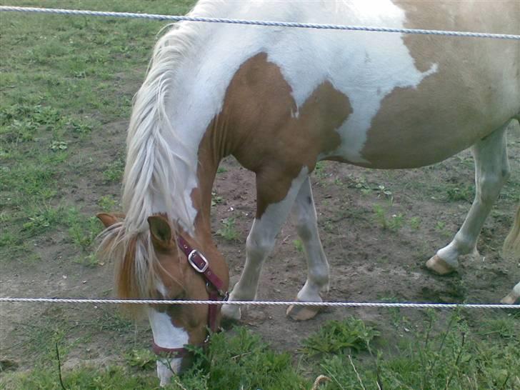 Anden særlig race mickey billede 9