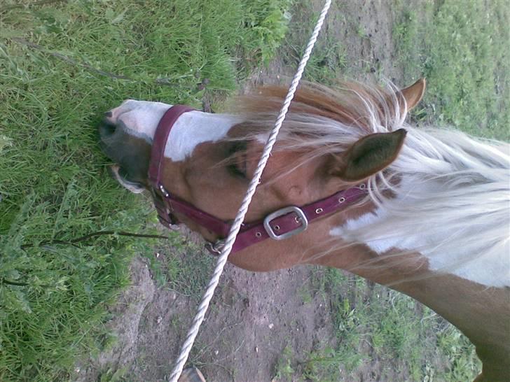 Anden særlig race mickey billede 10