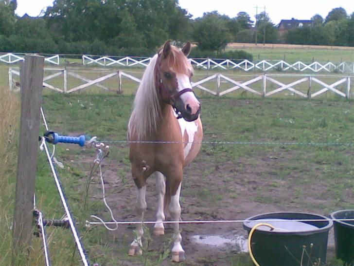 Anden særlig race mickey billede 11