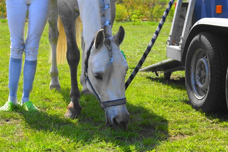 Anden særlig race | Simba<3 [SOLGT] - 8 ¤ Holder pause, ved stævnet i VaseHus <33 Taget af Tia =D billede 8