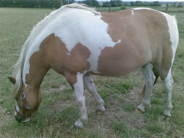 Anden særlig race mickey billede 12