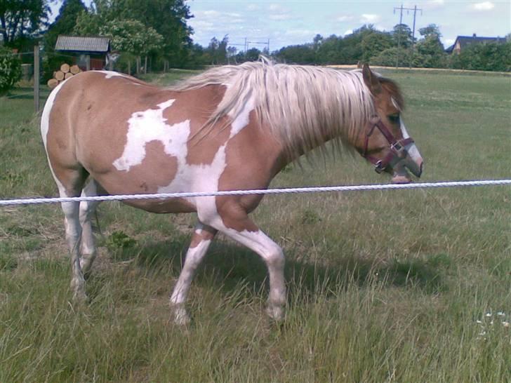Anden særlig race mickey billede 13