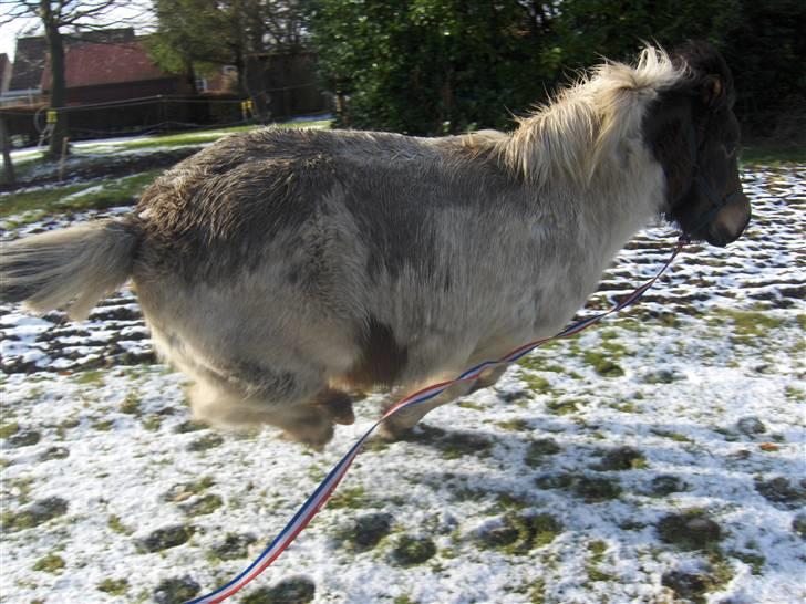 Islænder Heta (Lillesøsters) - Heta i longe igen d. 08/02-09. Der var fart på xD {Foto: Heidi} billede 19