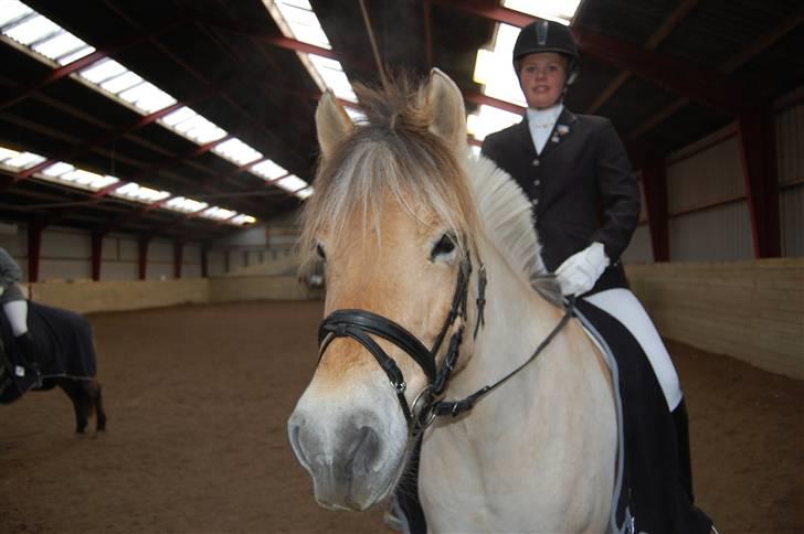 Fjordhest Fnug Halsnæs - Stævne i Nyborg :D billede 1