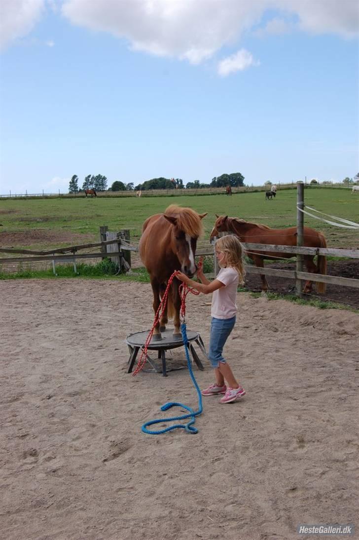 Anden særlig race Rosita <3Red engang - tricks:skammel billede 7