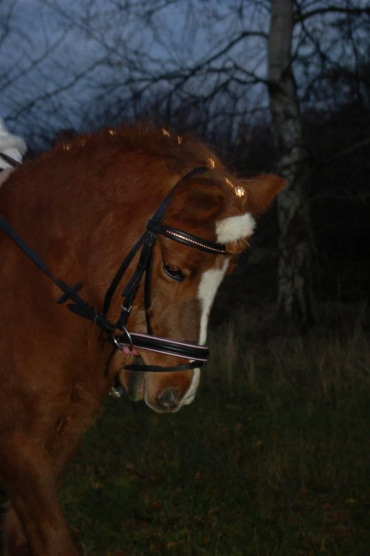 Anden særlig race Rosita <3Red engang - hun går pænt ned til jule stævnet i tuse næs billede 8