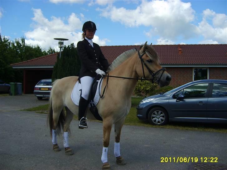 Fjordhest Fnug Halsnæs - Klubmesterskab ved Krikkerne 2007  billede 4