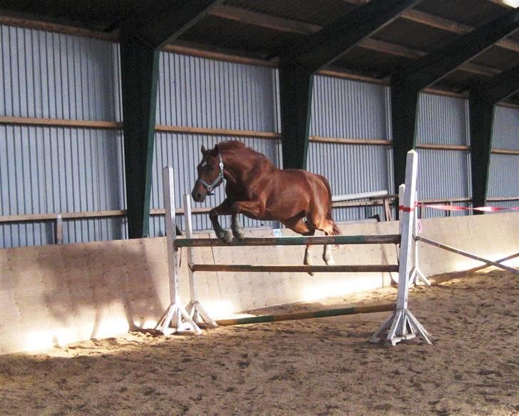 Trakehner RIVALL - *17* Løsspringning billede 17