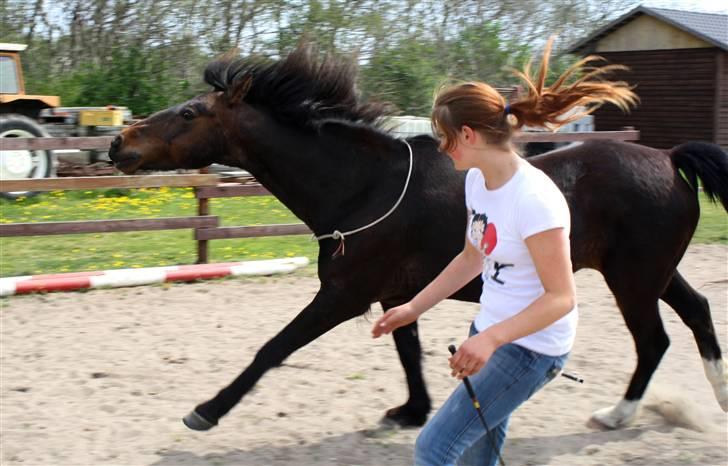 Anden særlig race Aavangs Mikado, Svampebob - Vildbassen og jeg i gallop :D <3 Foto: Lykke billede 14