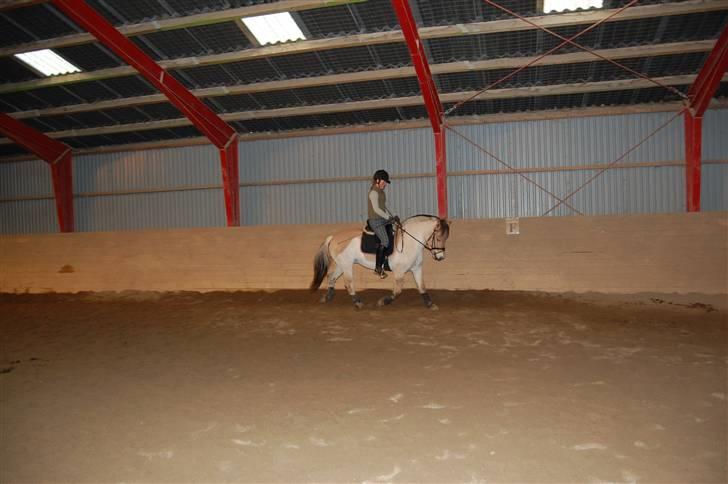 Fjordhest Fnug Halsnæs - Træning hjemme  billede 5