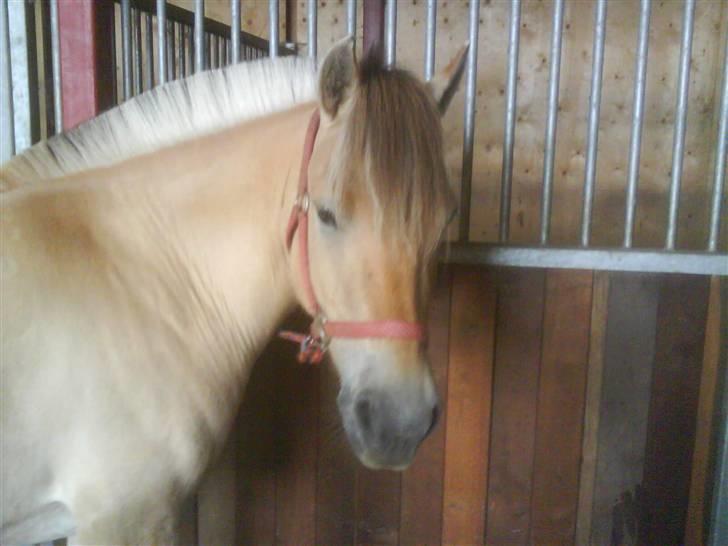 Fjordhest Fnug Halsnæs billede 6