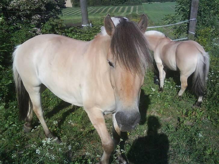 Fjordhest Fnug Halsnæs - Fnug og min gamle pony Staldbines Tjalfe på græs :) Noget de nyder  billede 7