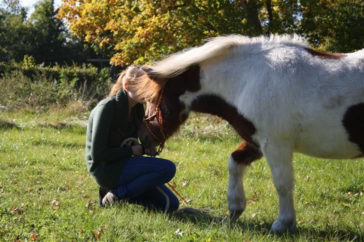 Pinto BRYTINGS BALOO - Kramme-dyret <3 xp Foto: Lykke <3 billede 13