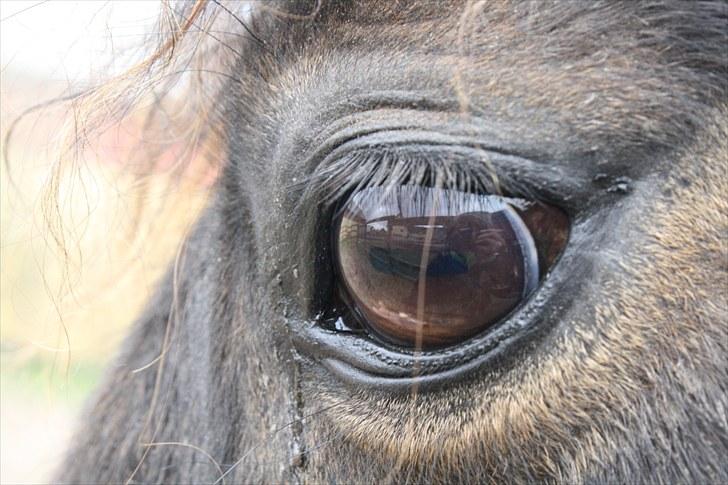 Anden særlig race Aavangs Mikado, Svampebob - Min øjesten <3 Foto Lykke <3 billede 16