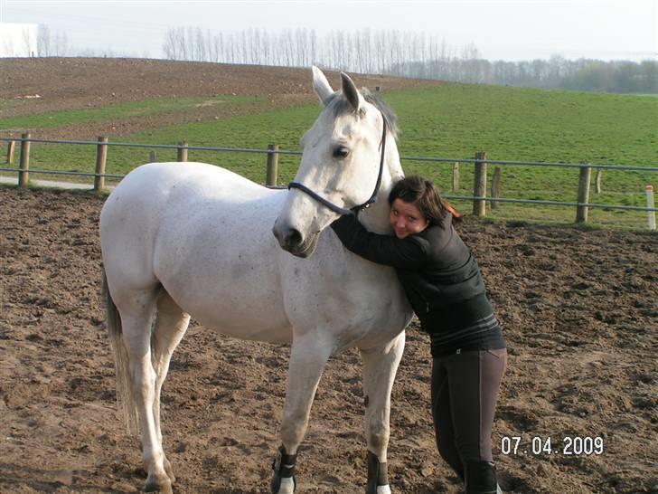 Dansk Varmblod Smilla af Lyngholt - gammelt opstillingsbilled. billede 12