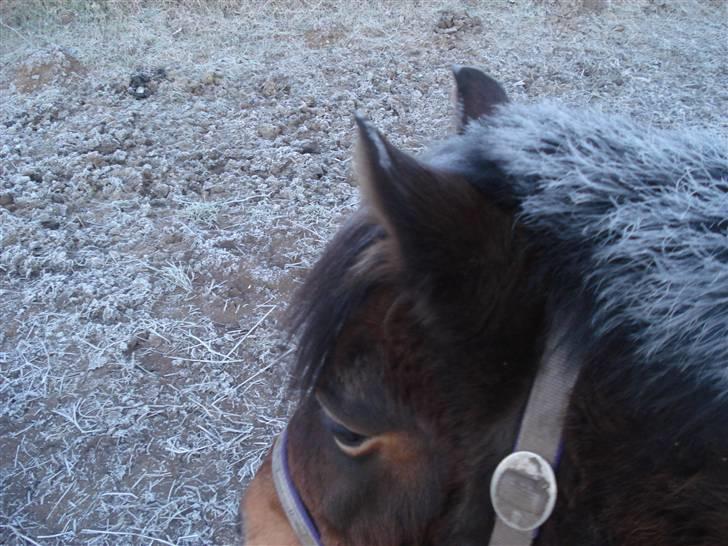 Anden særlig race bamse - uhhhh det er koldt...... billede 8