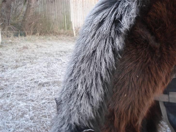 Anden særlig race bamse - godt man har en god pels...... billede 9