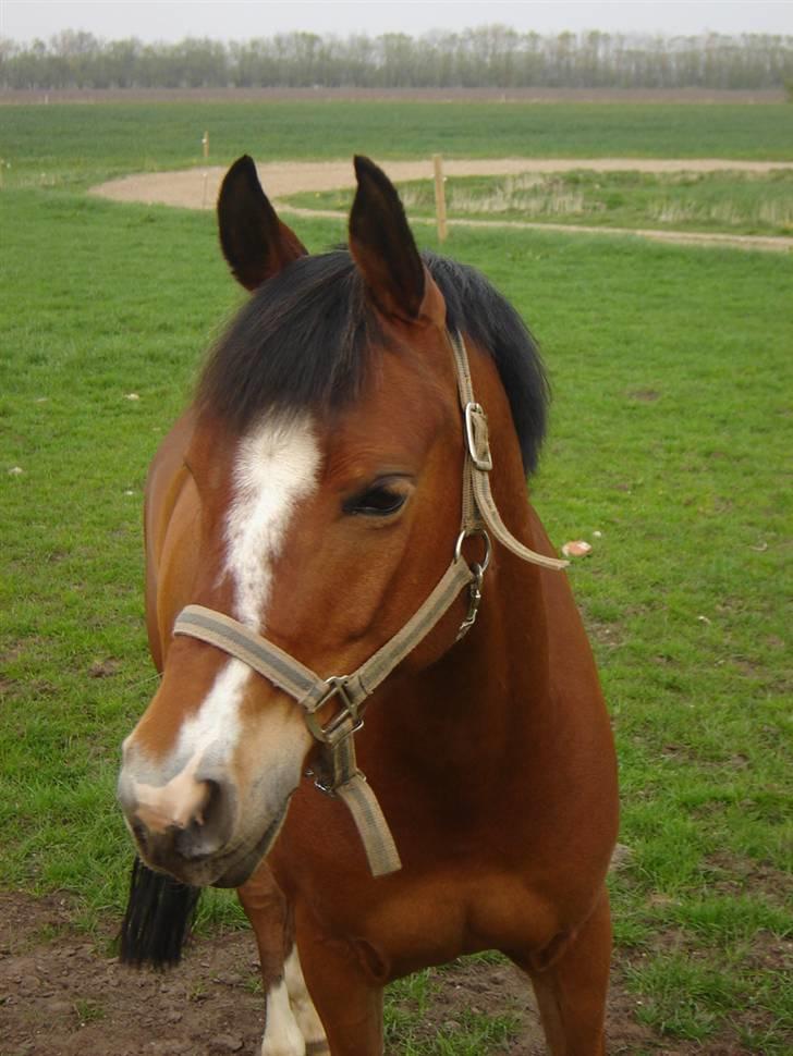 Welsh Pony af Cob-type (sec C) -Kenzo billede 8