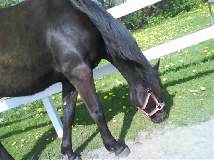 Traver Safir - Safir på vores ridebane<3 billede 1