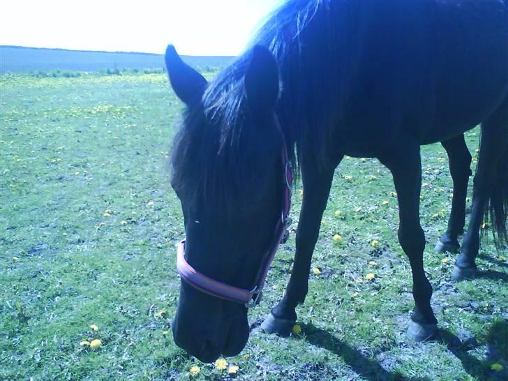 Traver Safir - Safir da hun stod hjemme ved os<3 Savner den tid min tøs:´( billede 2