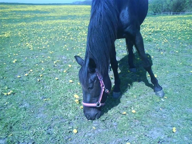 Traver Safir - Her er Safir igen, En deeeejlig sommerdaq....!<3 billede 3