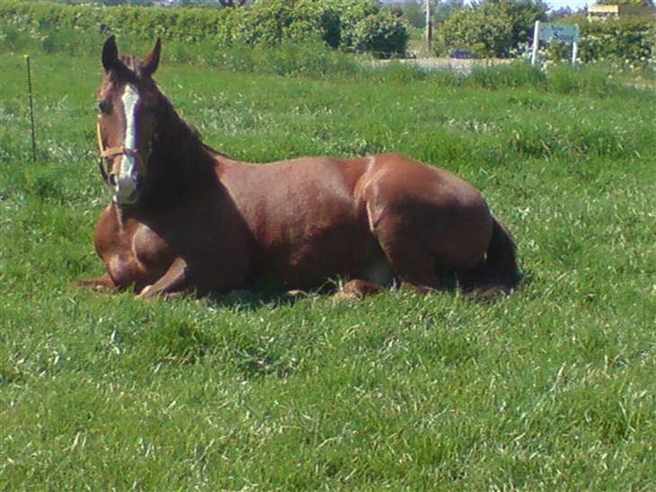 {{currentPhoto.altText}} billede {{currentPhoto.number}}