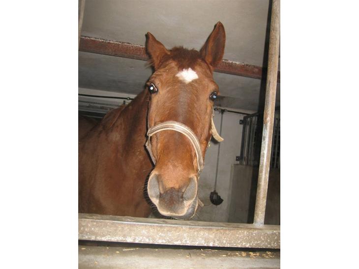 {{currentPhoto.altText}} billede {{currentPhoto.number}}