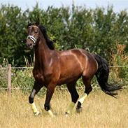 Dansk Varmblod O.L's Charmeur