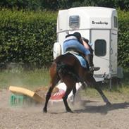 Anden særlig race Scott