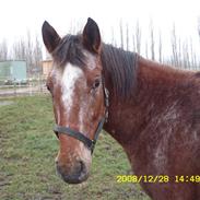 Appaloosa Gina Felina