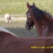 Appaloosa Gina Felina
