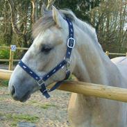 Anden særlig race Silver Shy <3. Solgt