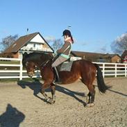 Anden særlig race Donna - Solgt. 