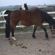 Anden særlig race Donna - Solgt. 