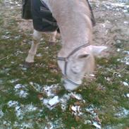 Anden særlig race Sheik